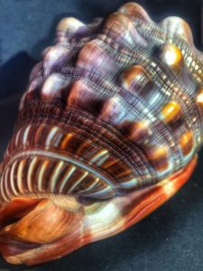 shell photograph