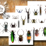 Beetles Art Resource