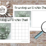 drawing an urchin shell