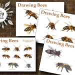 drawing bees