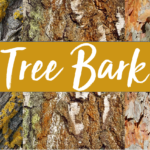 Tree Bark