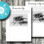 Drawing a Fly