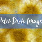 Petri Dish Images