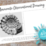 Ammonite Observational Drawing