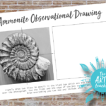 ammonite observational drawing