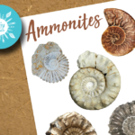 Ammonite Resource Sheet