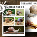 Drawing Snails