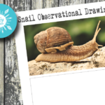 Observational Drawing of a Snail