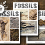 Fossils to Draw